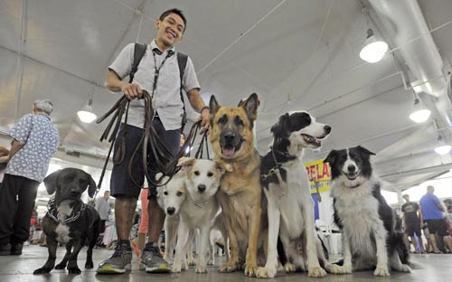 Man holding 4 dogs on leashs