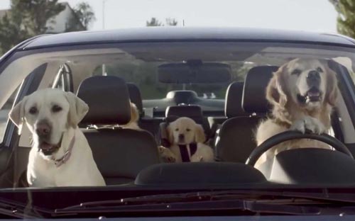 Dogs driving a car for directions.