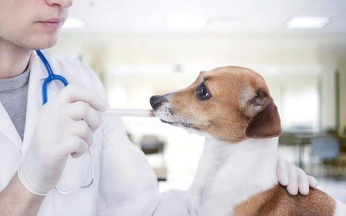 Dog at vet getting exam done.