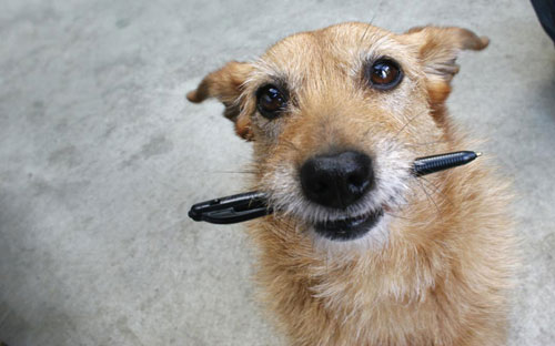 Dog holding pen in his mouth.